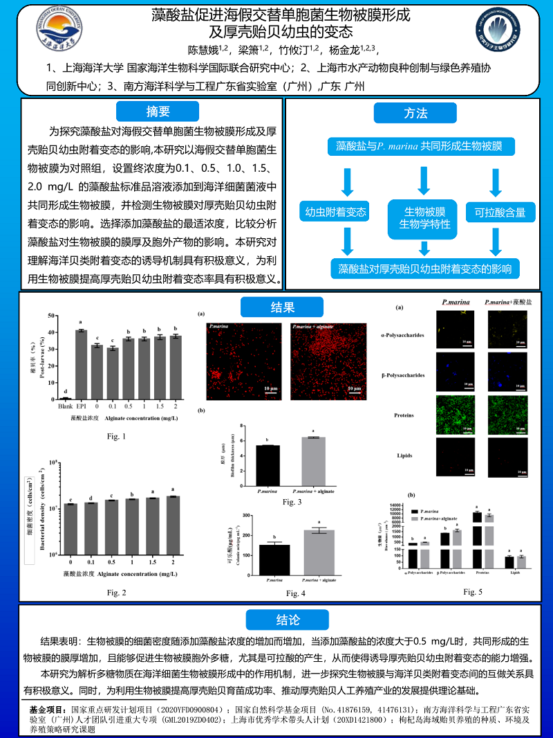 陈慧娥-上海海洋大学-藻酸盐促进生物被膜形成及厚壳贻贝附着变态.png