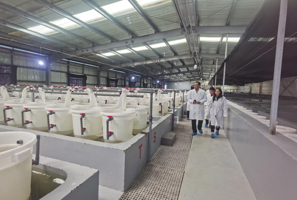 中国对虾耐低温良种家系构建及大规格苗种扩繁生产通过专家现场验收-2.png