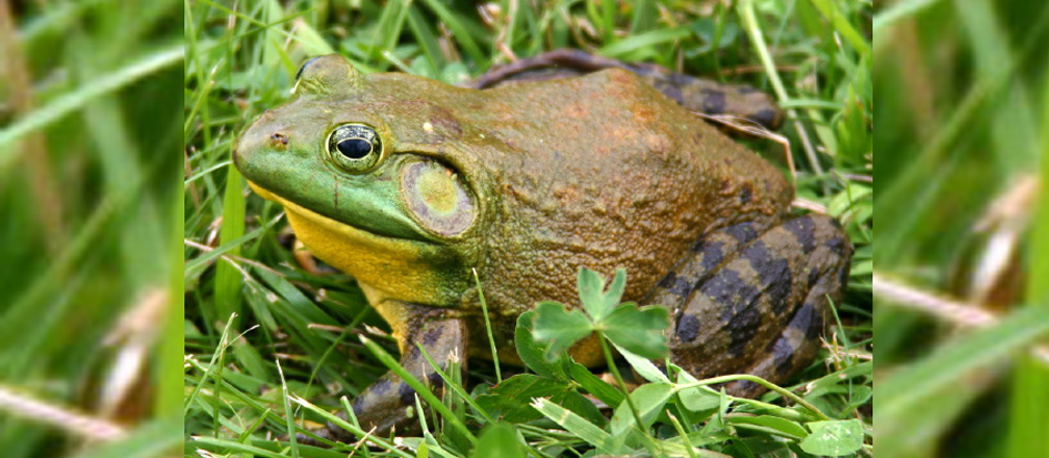 图2.美洲牛蛙（Rana catesbeiana）.png