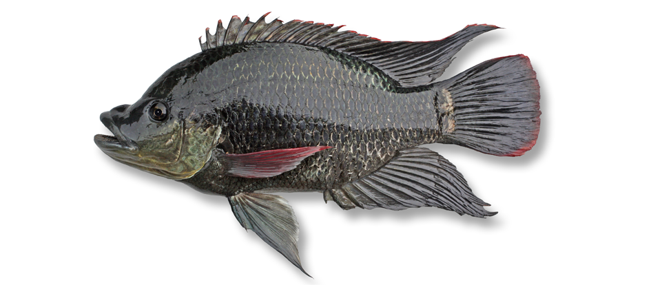 图9.5.莫桑比克罗非鱼（Oreochromis mossambicus）.png
