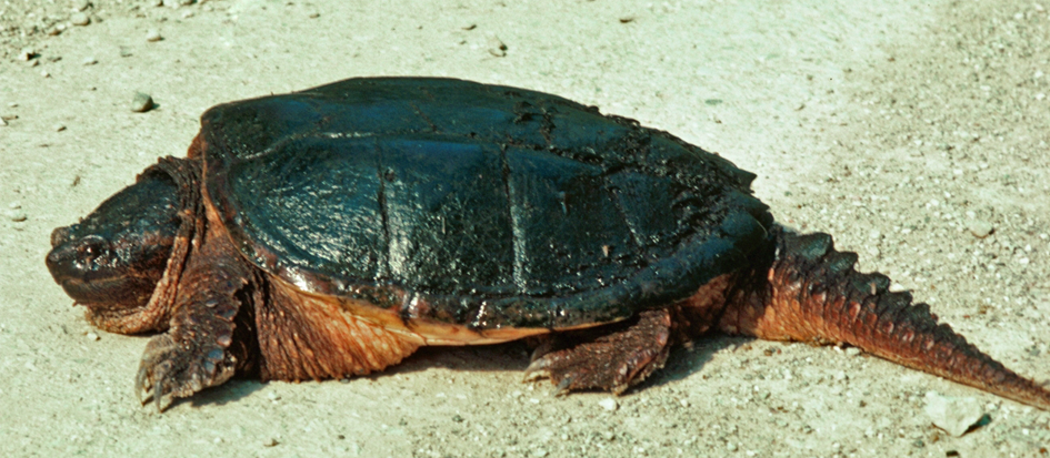 图20.1.小鳄龟（Chelydra serpentina）.png