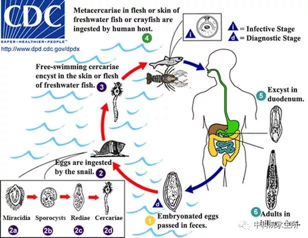 吃鱼会感染寄生虫吗？-2.jpg