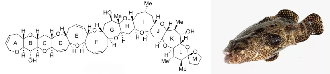 听说海虹中有毒素，还能好好吃海鲜吗？-4.png