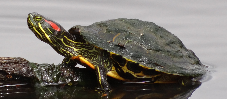 图1.巴西龟（Trachemys scripta elegans）.png